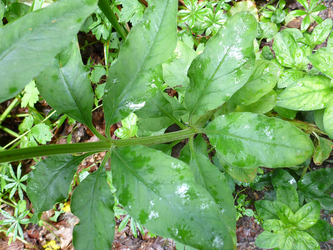 Whorled leaves