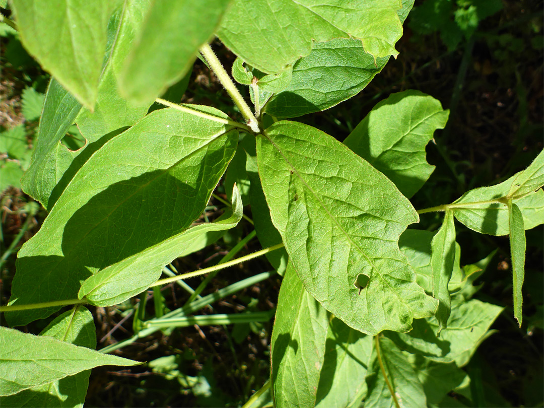 Hairless leaves