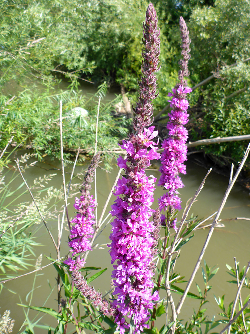 Three stems