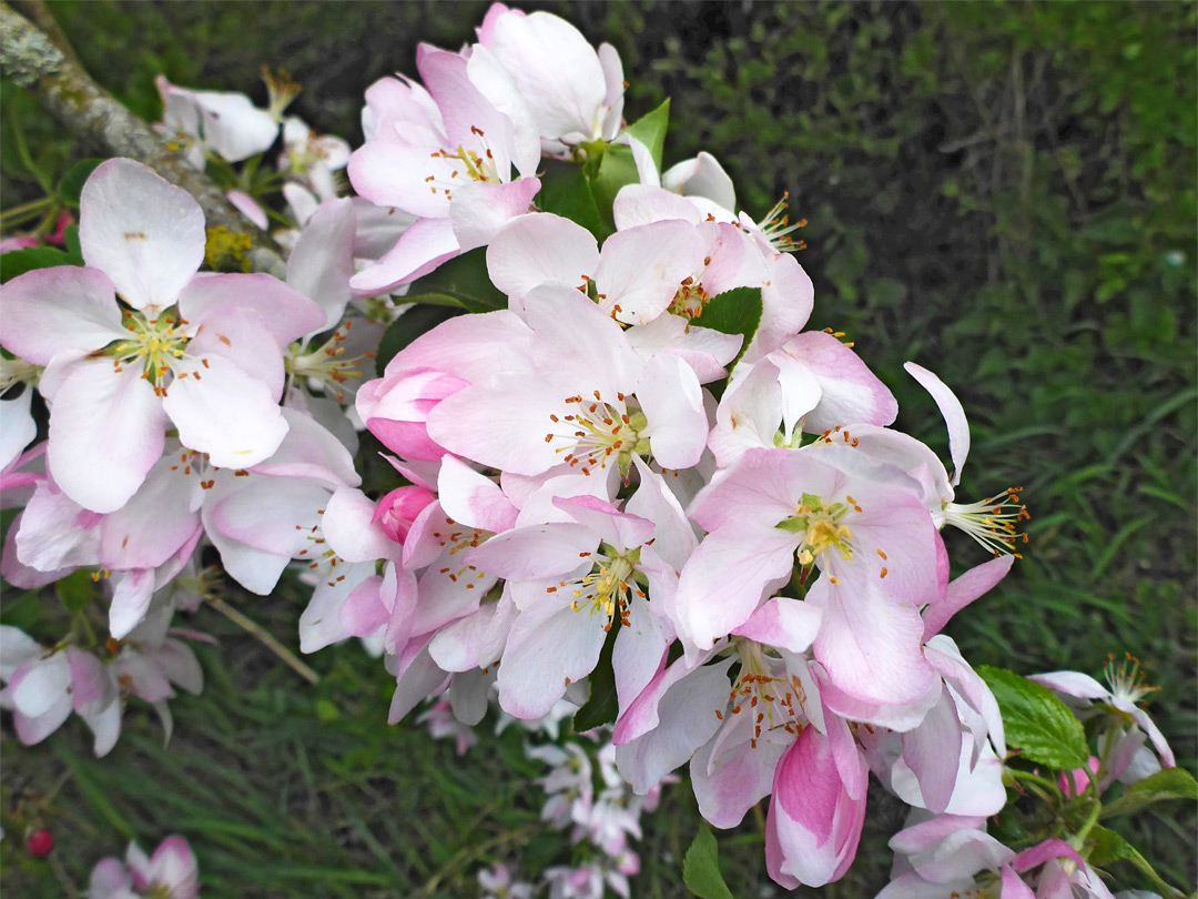 Pinkish-white flowers