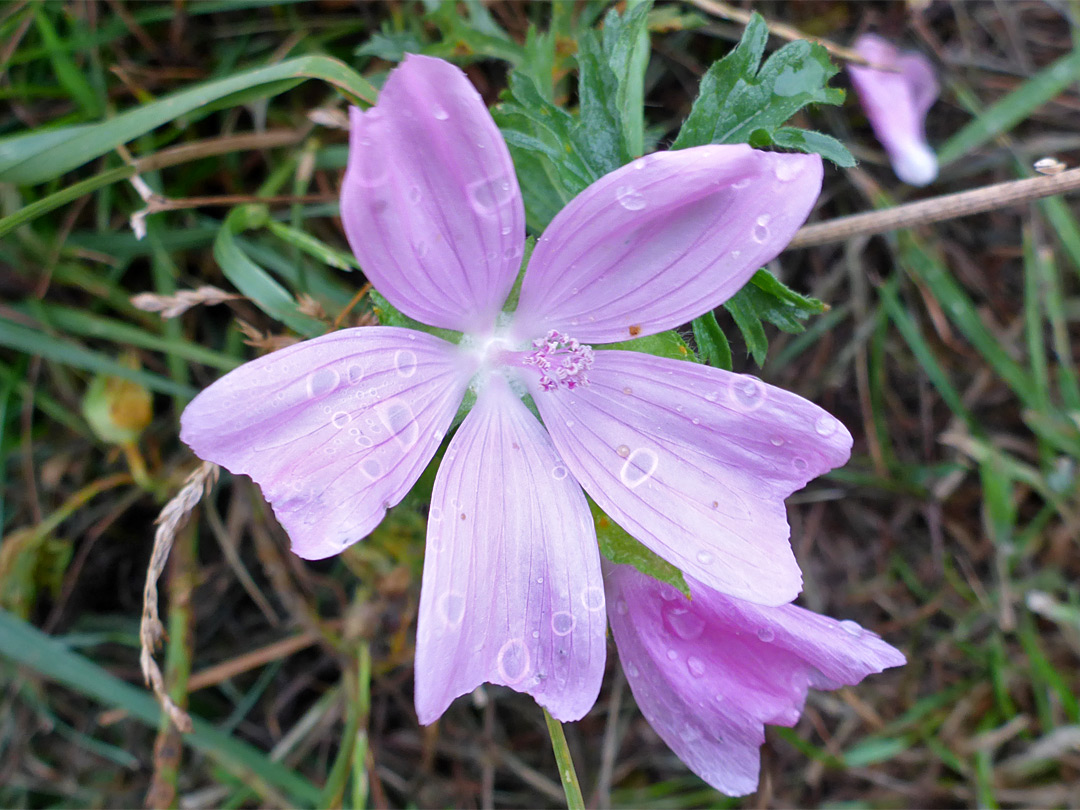 Musk mallow