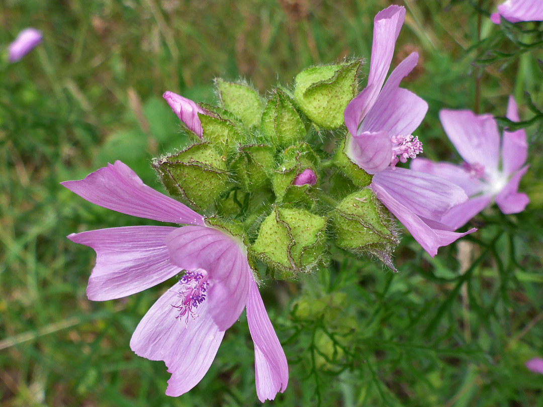 Green calyces