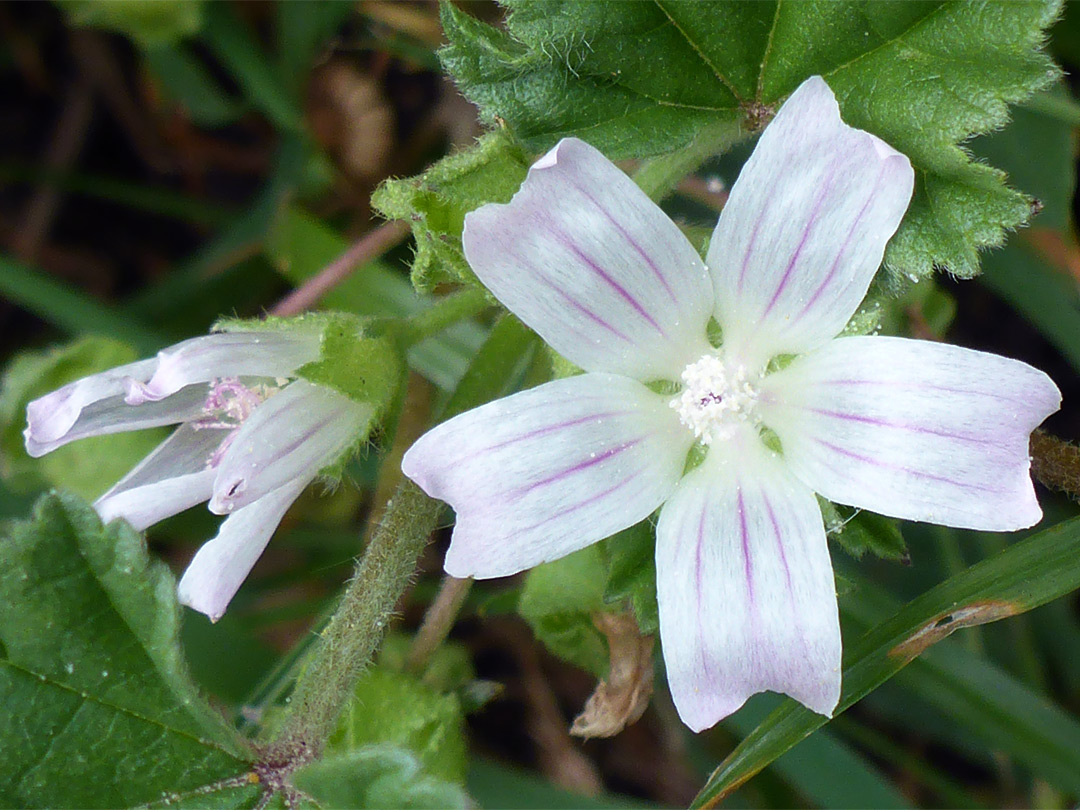 Five-petalled flower