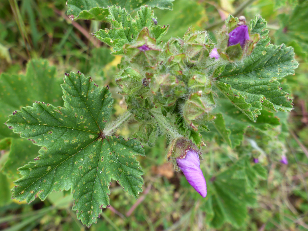Lobed, toothed leaves
