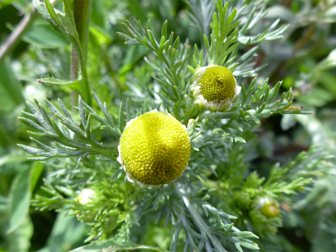 Two flowerheads