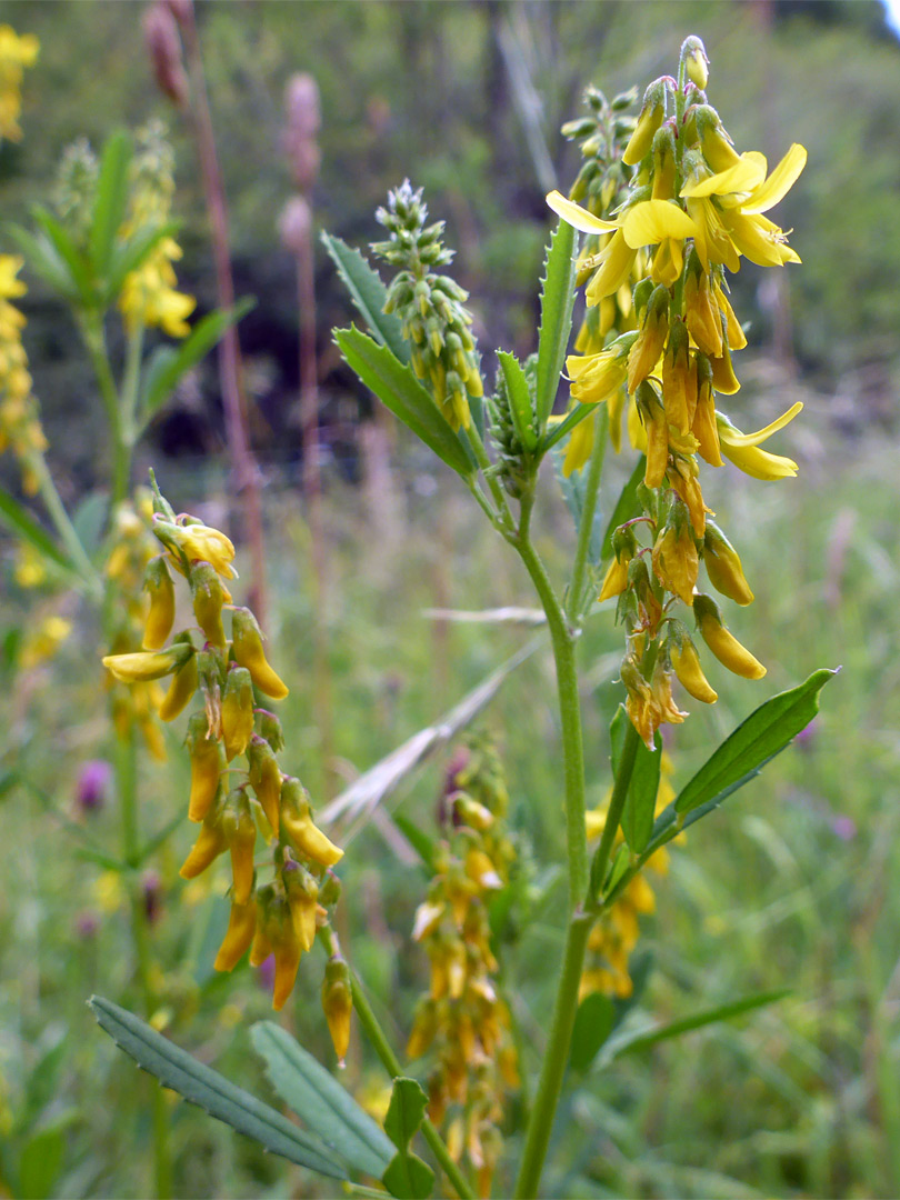 Leaves and flowers