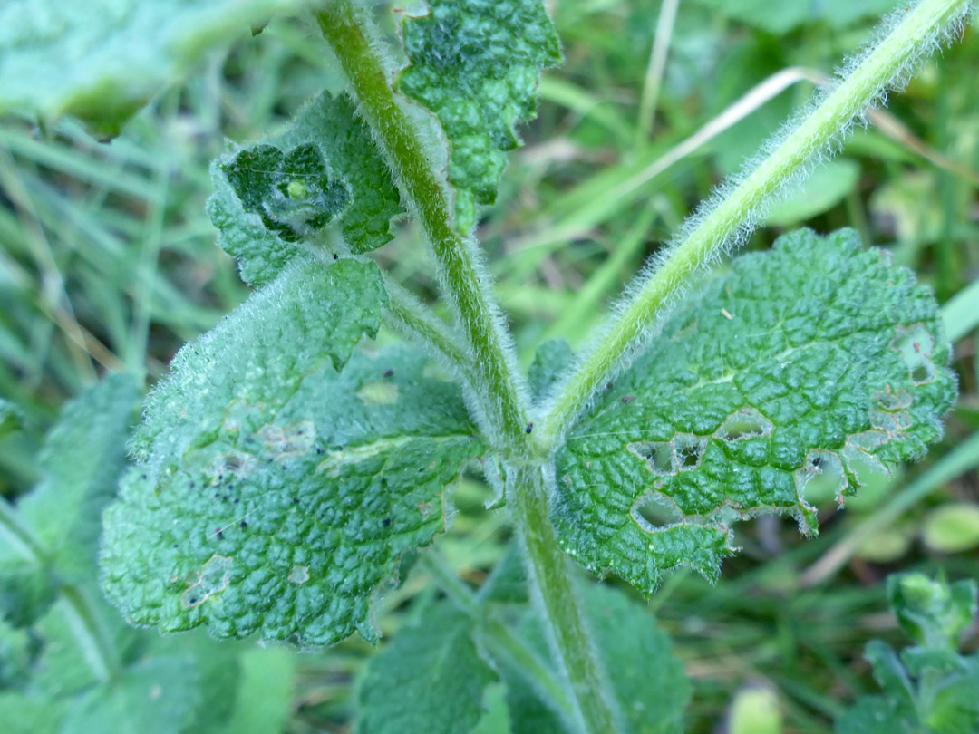 Stem and leaves