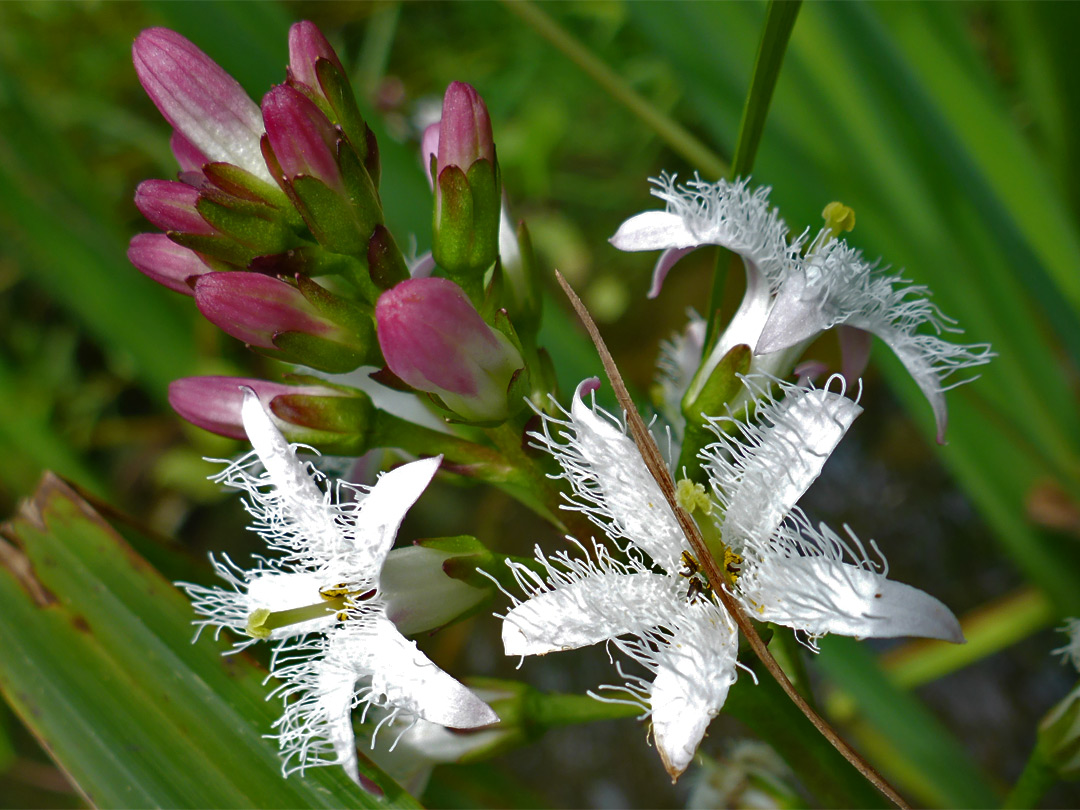 Buds and flowers