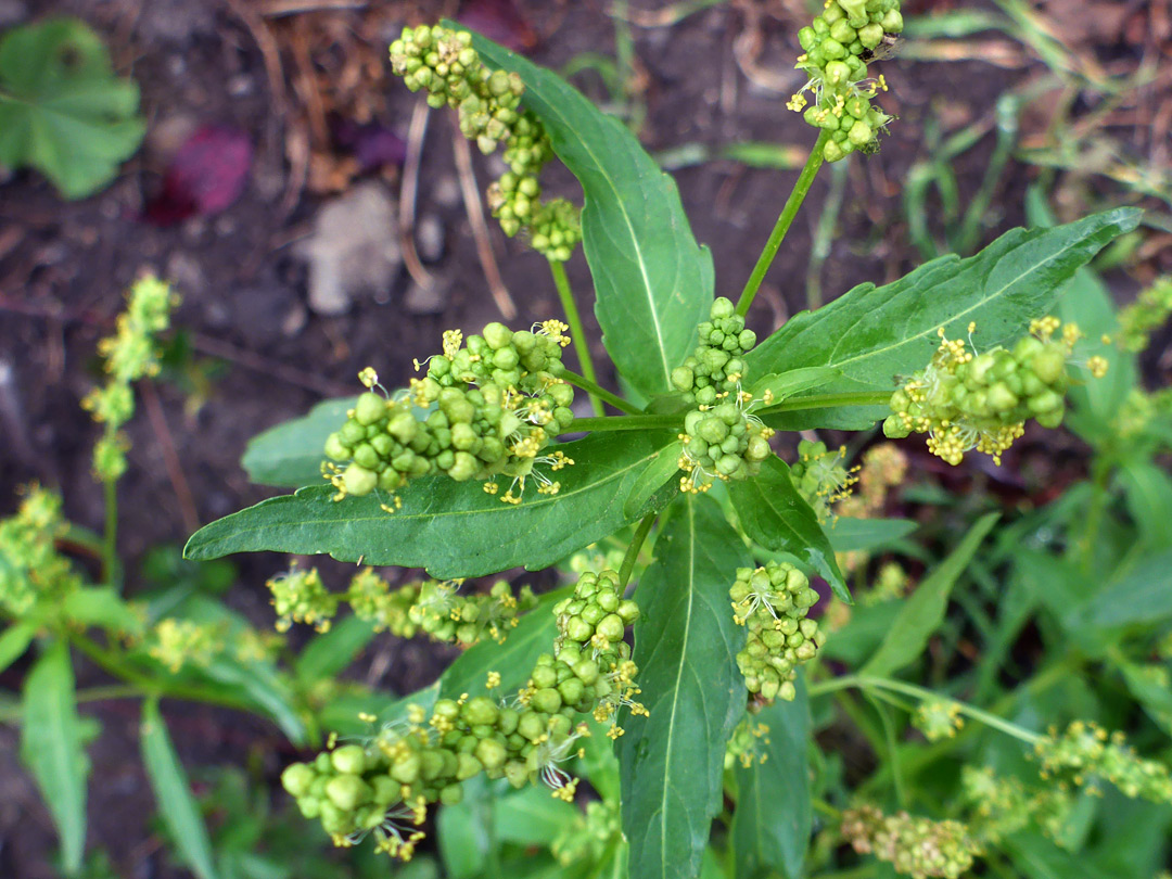 Leaves and flowers