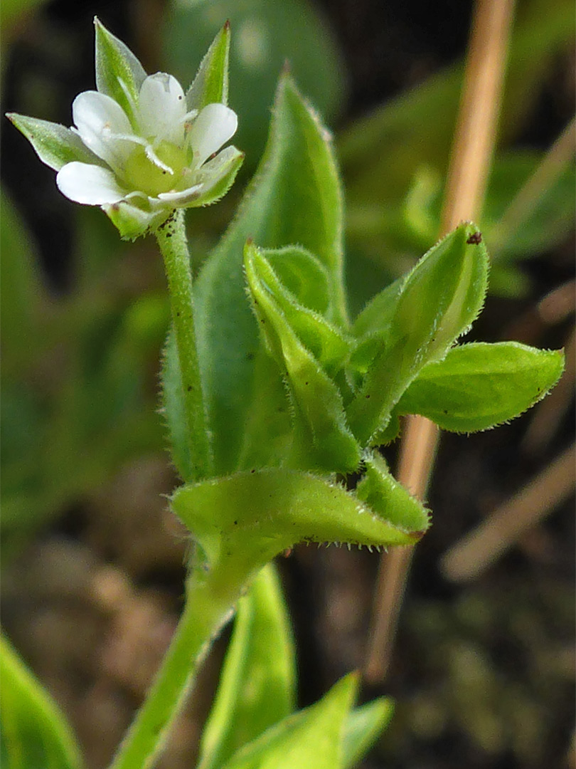 Three-nerved sandwort