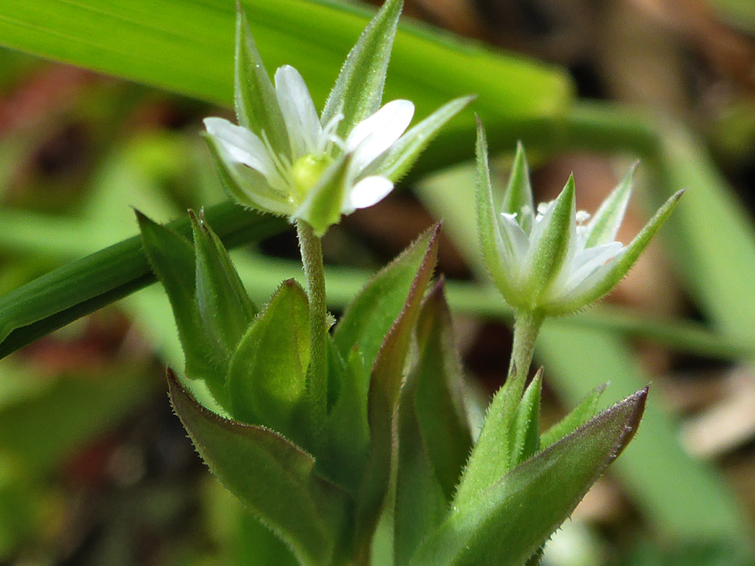 Two flowers