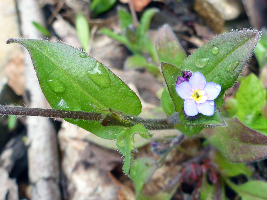 Ovate leaves