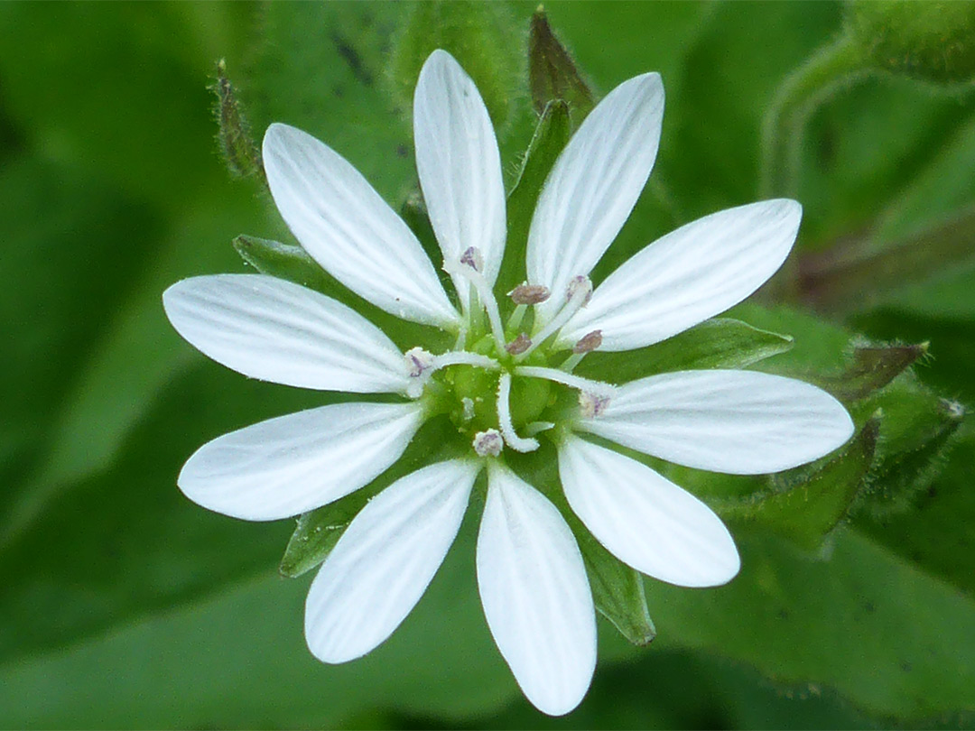 Non-overlapping petals