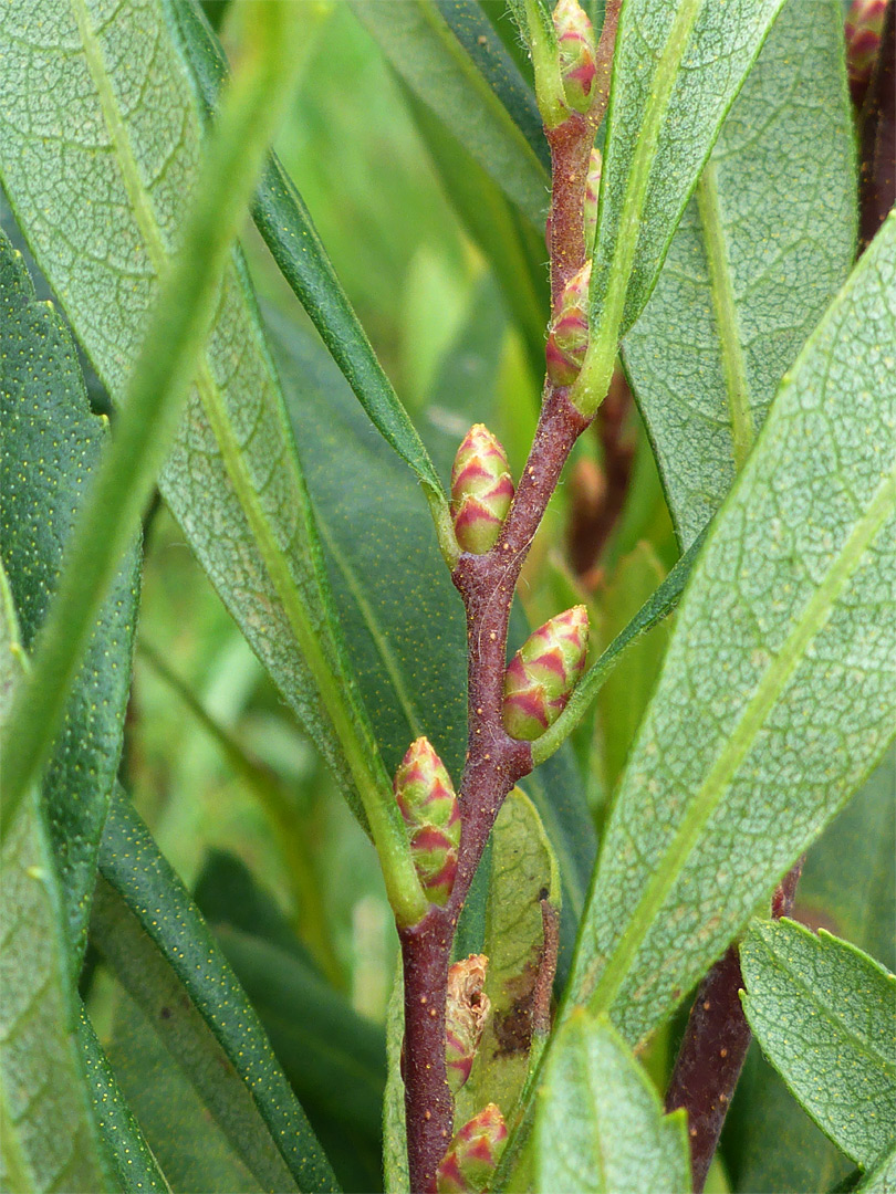 Developing flowers