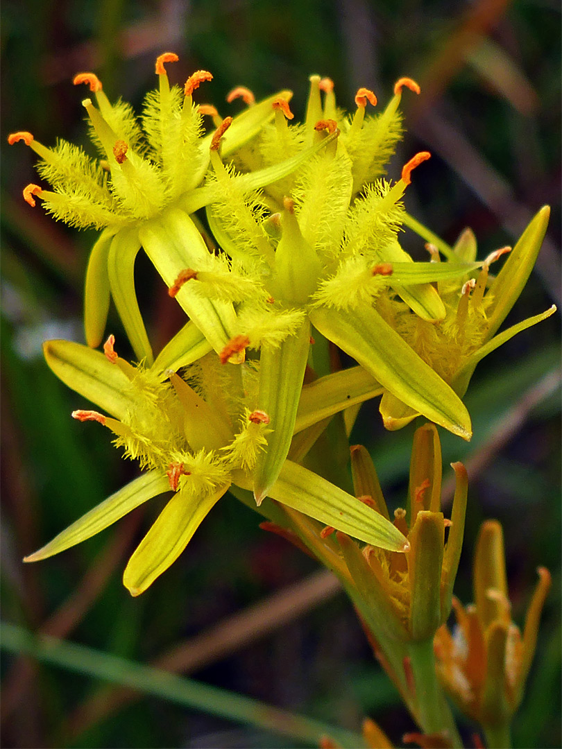 Bog asphodel