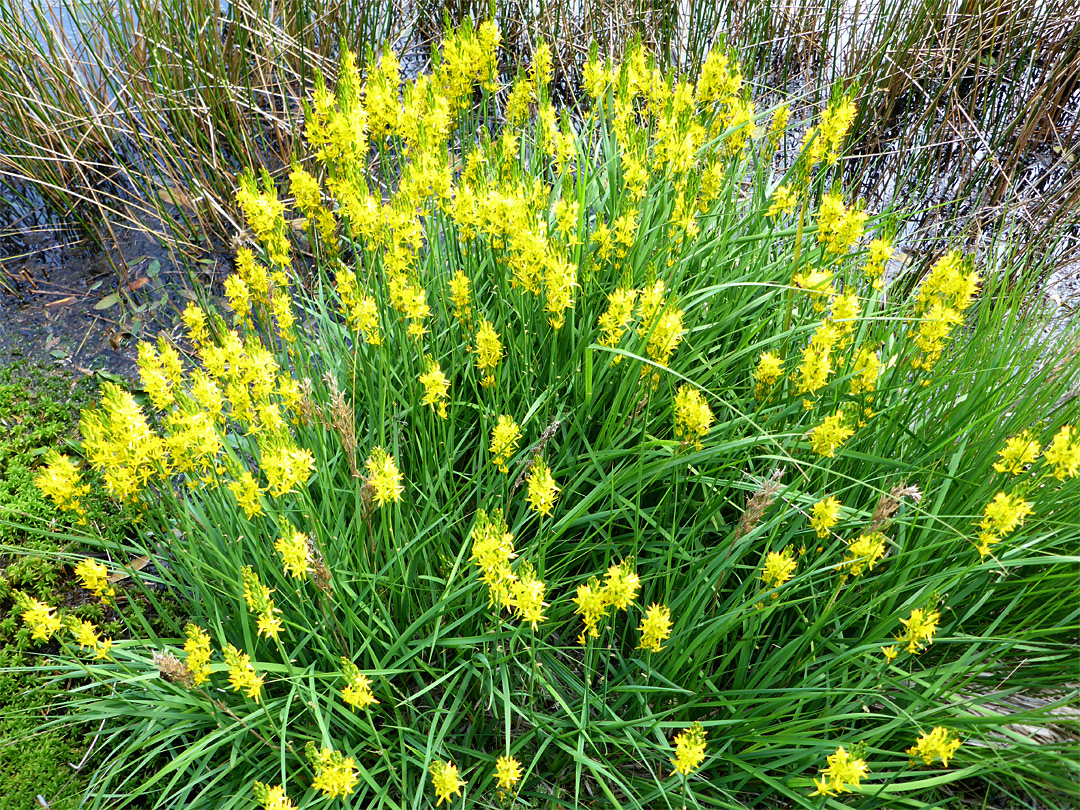 Cluster of bog asphodel