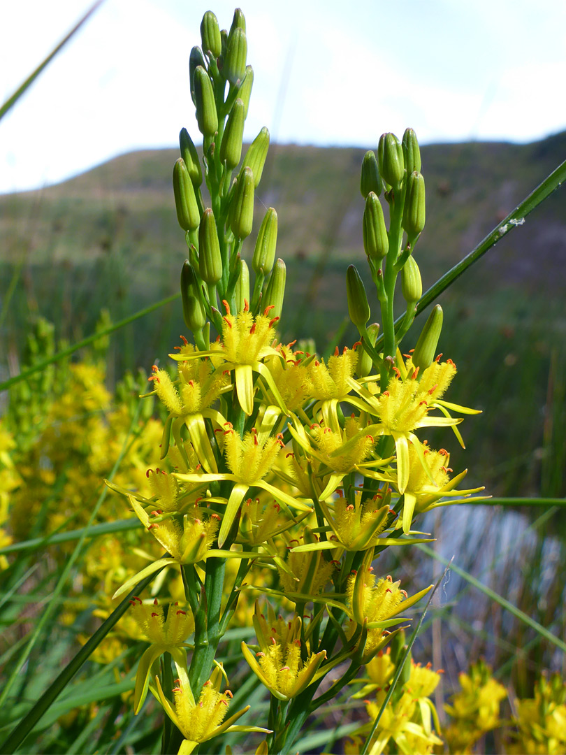 Buds and flowers