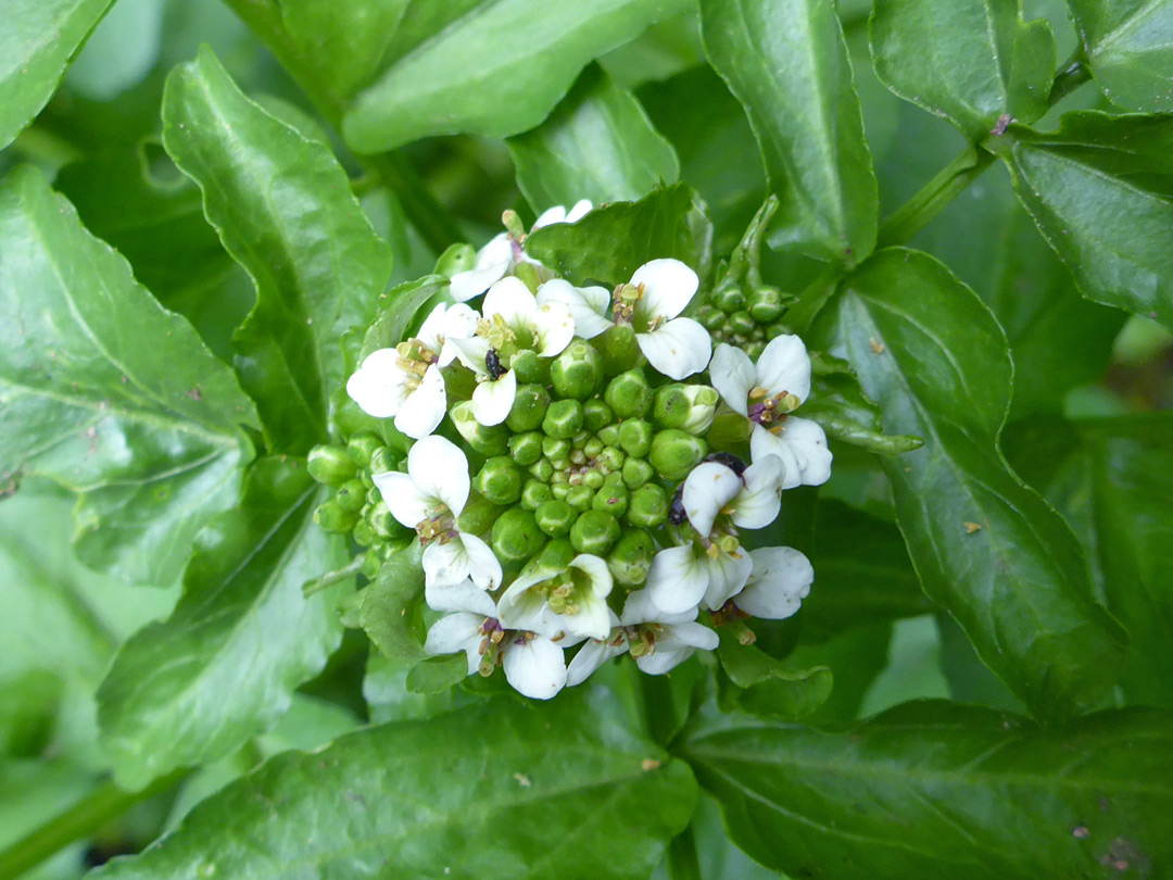 Spherical flower cluster