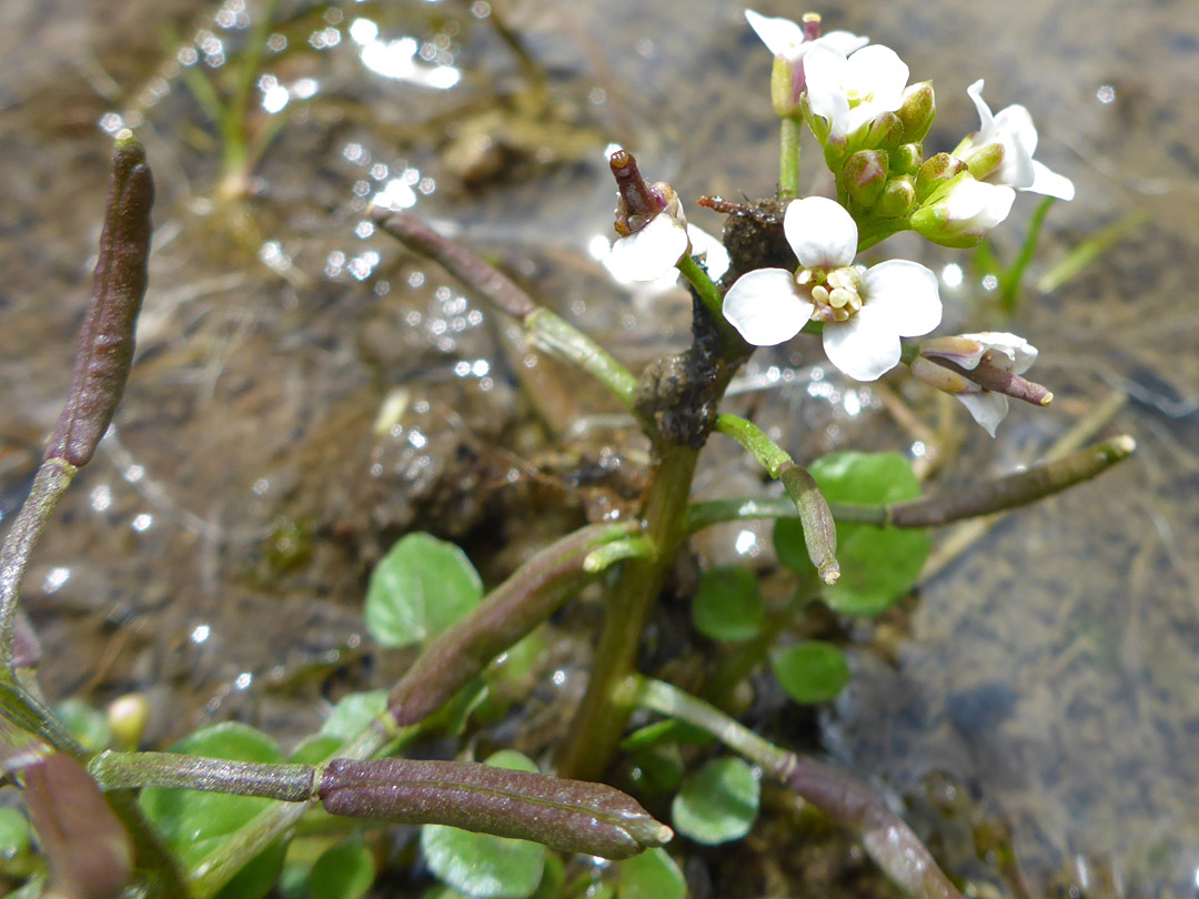 Flowers and fruits