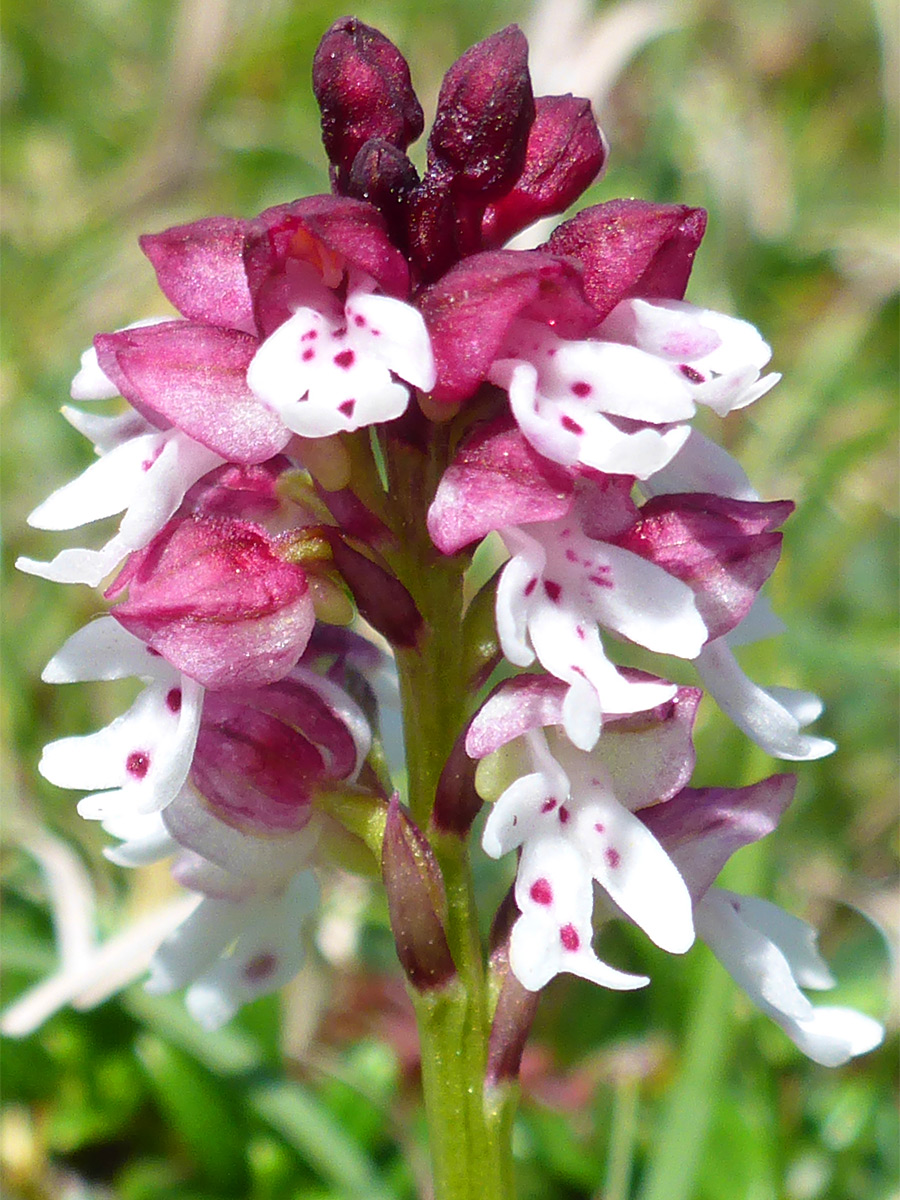 Burnt-tip orchid