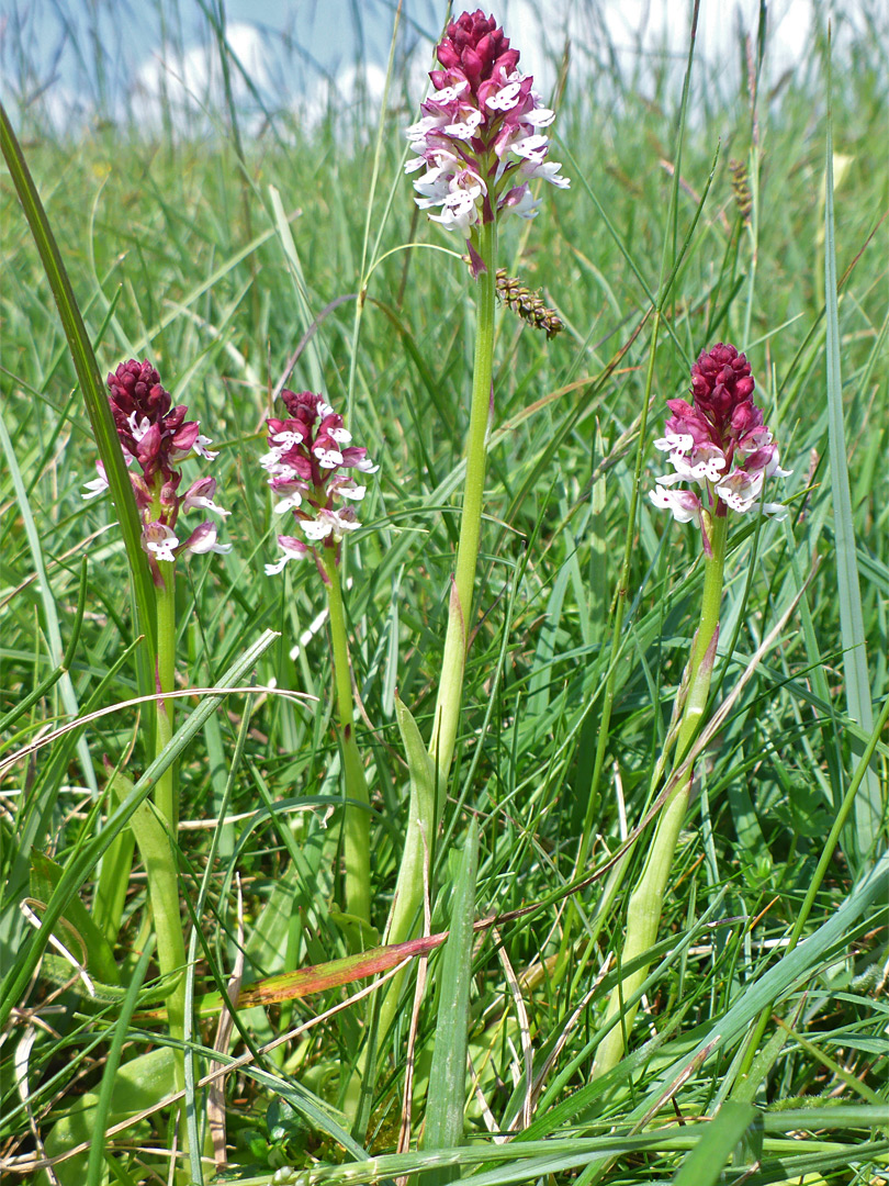 Four stalks