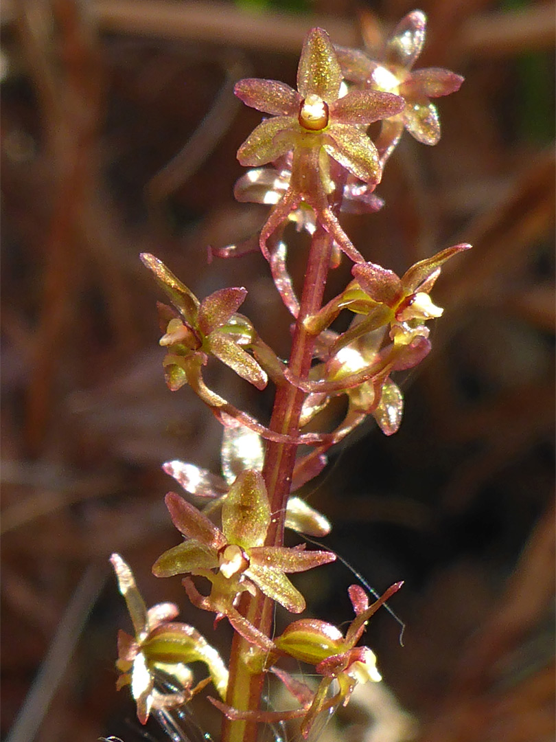 Reddish-gold flowers