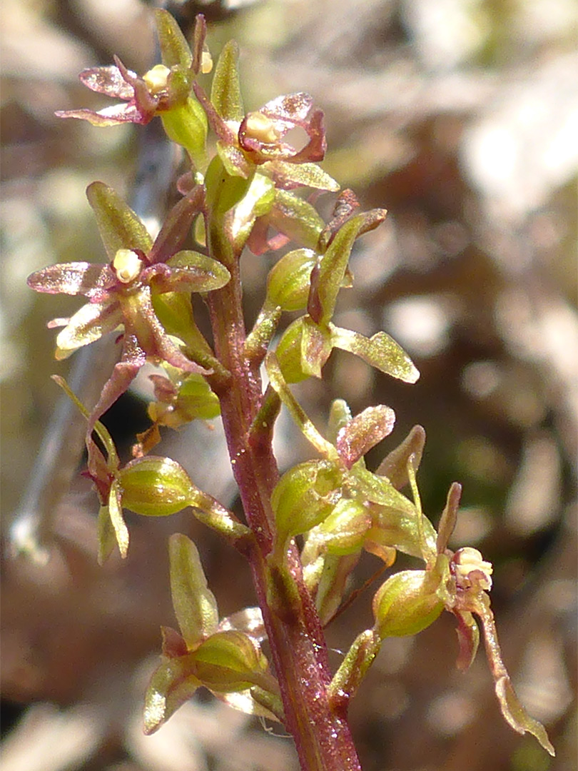 Green flowers