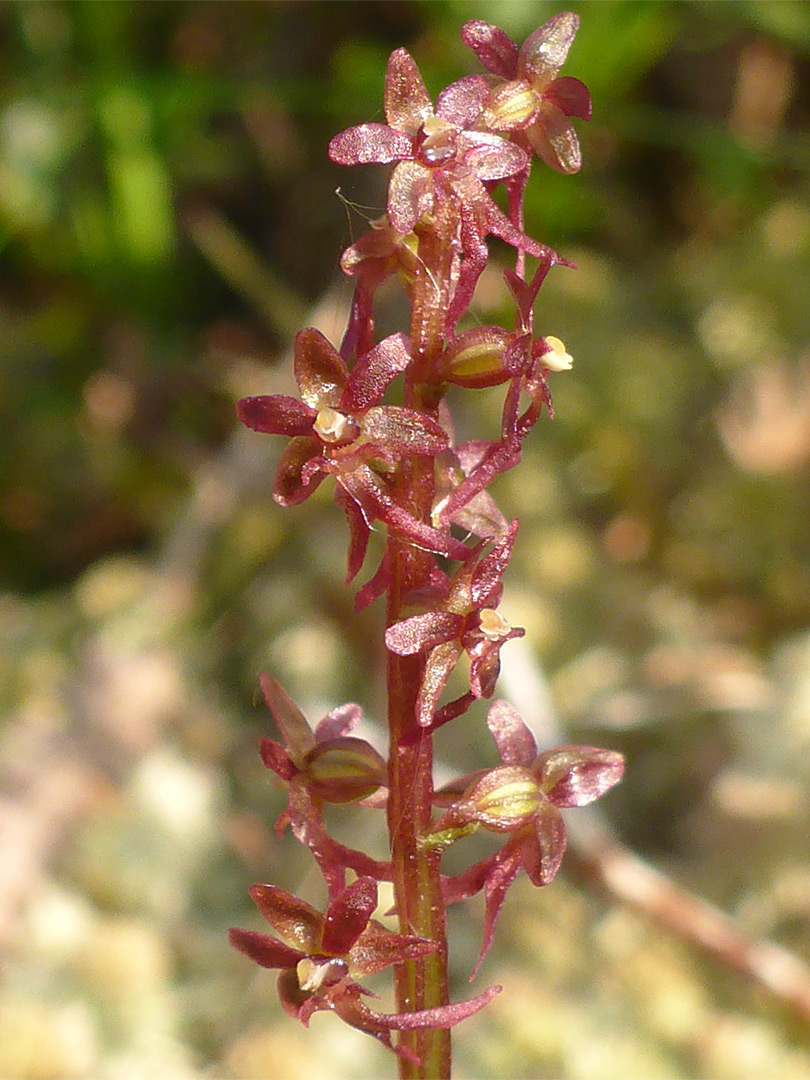 Red stem and flowers