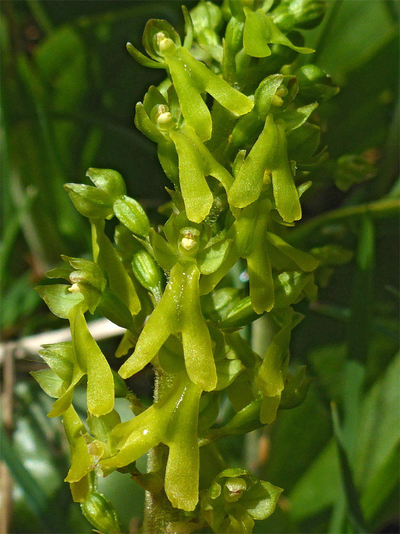 Yellow-green flowers
