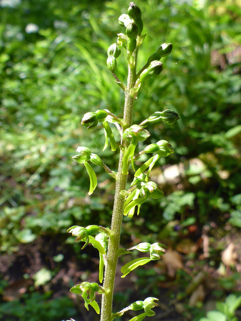 Elongated inflorescence