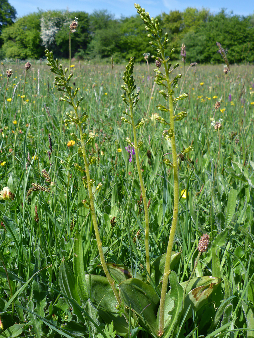 Common twayblade