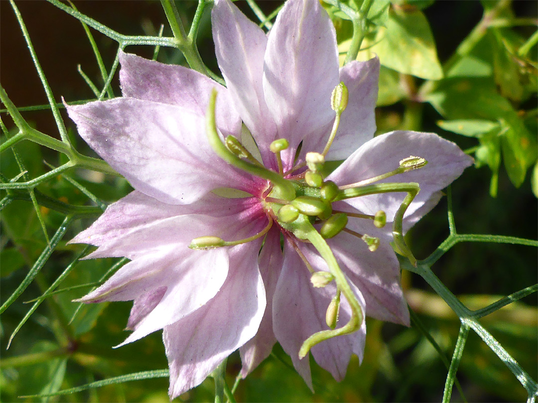 Pale pink flower