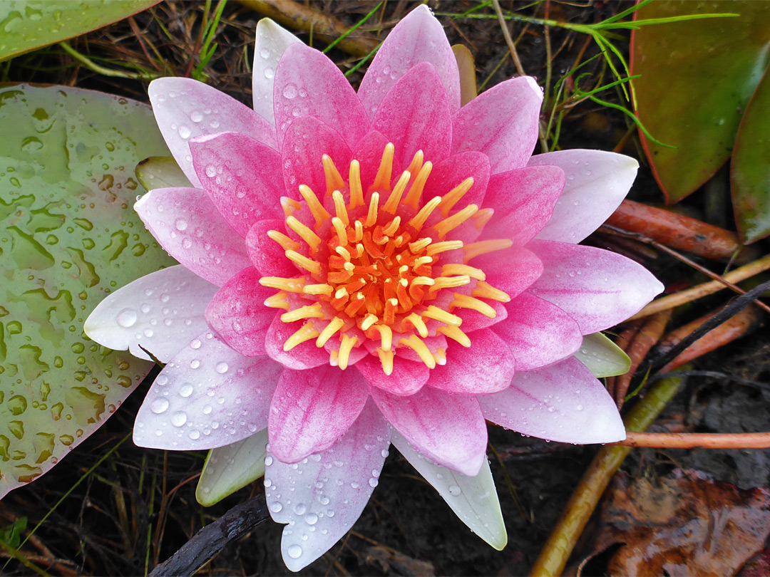 Pinkish flower