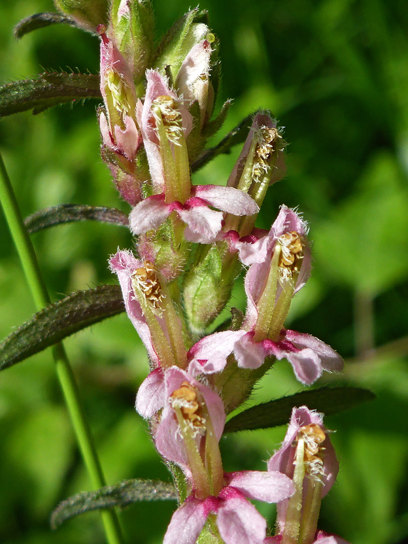 Pinkish red flowers