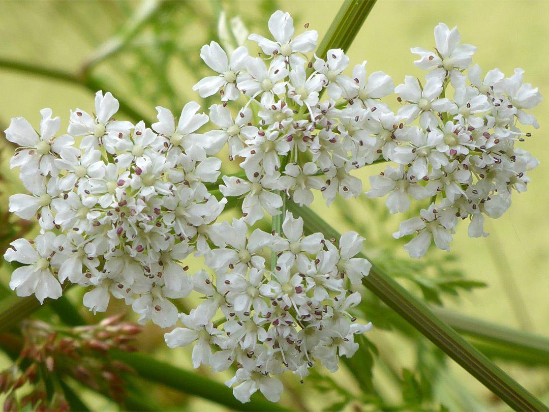 Fine-leaved water-dropwort