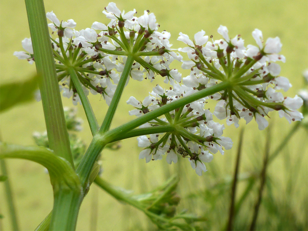 Leaf node flowers