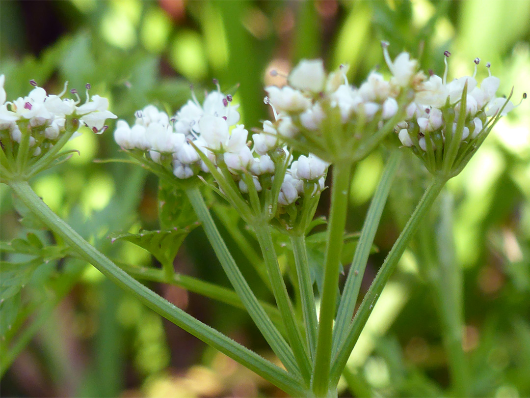 Pedicels and bracteoles