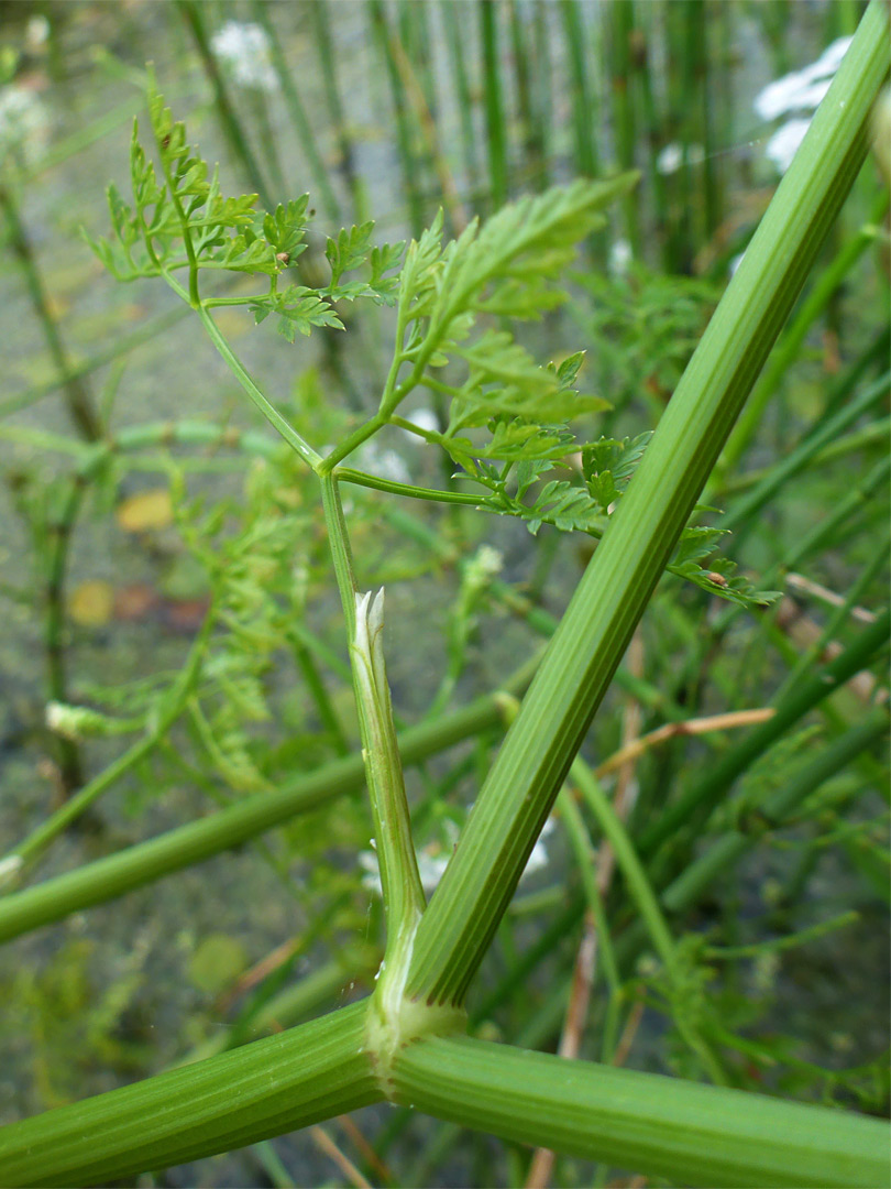 Grooved stem