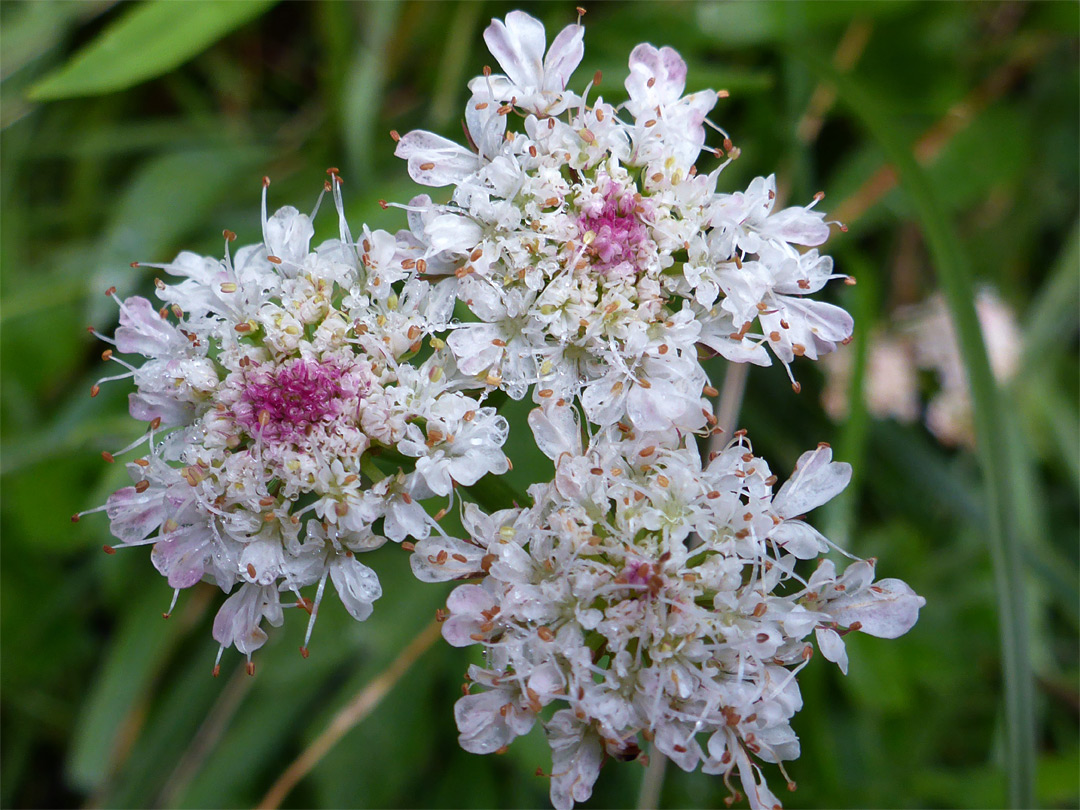 Tubular water dropwort