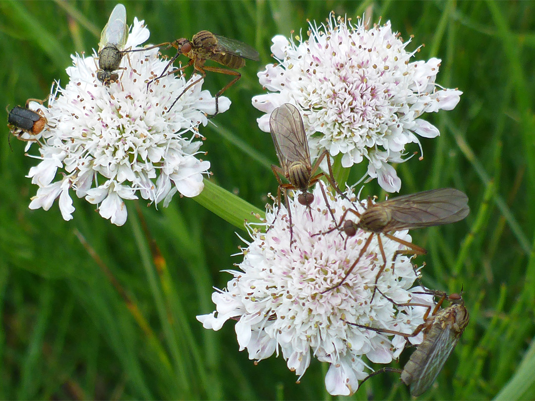 Tubular water-dropwort