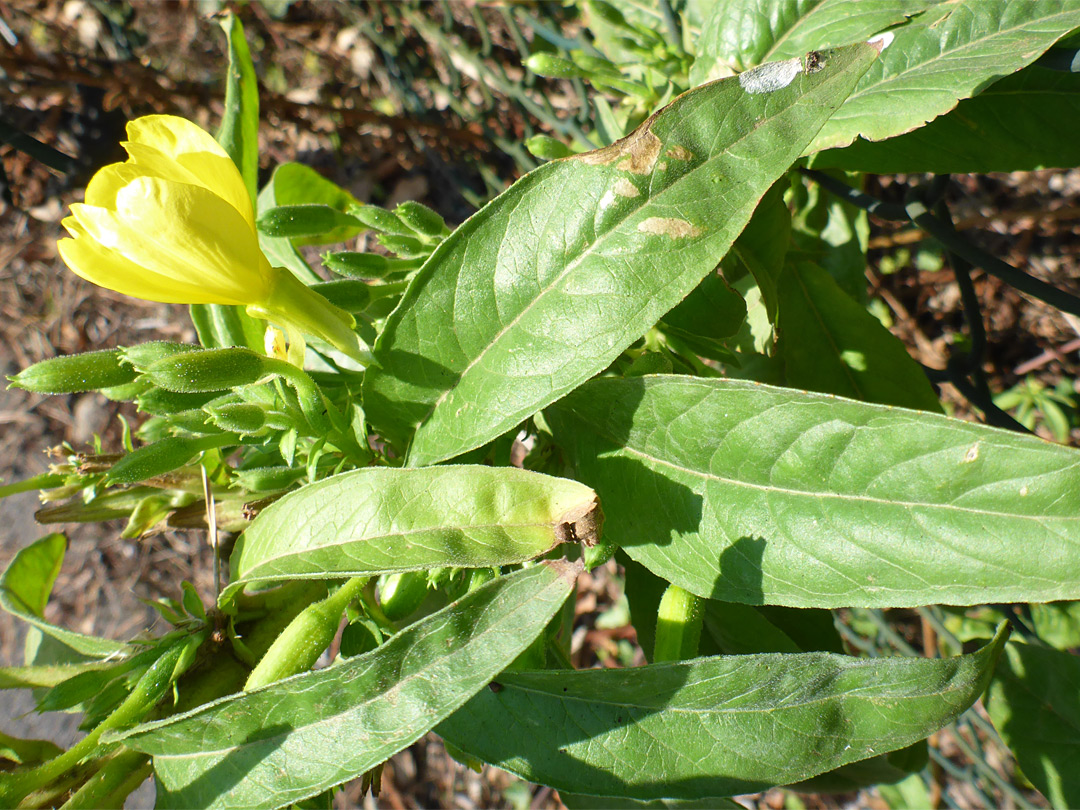 Lanceolate leaves