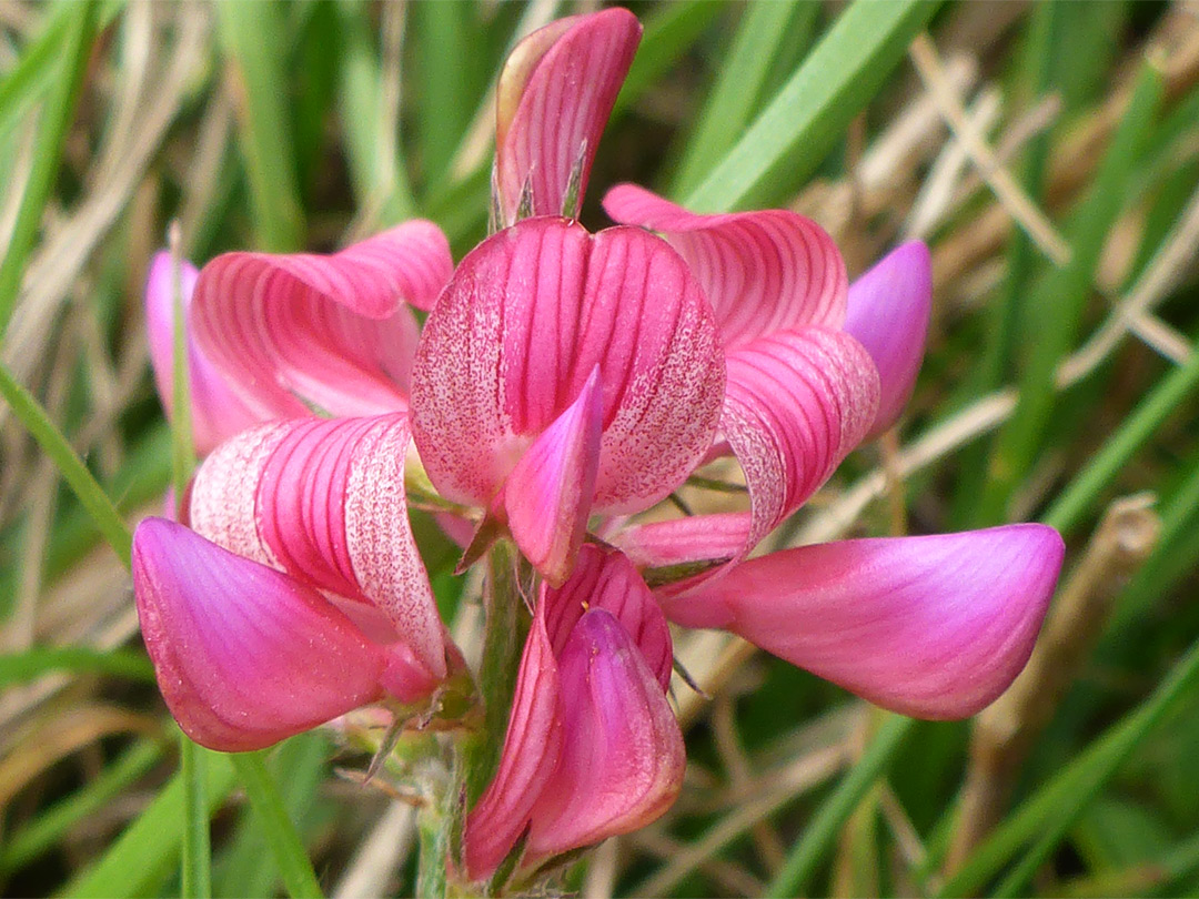 Veined pink petals