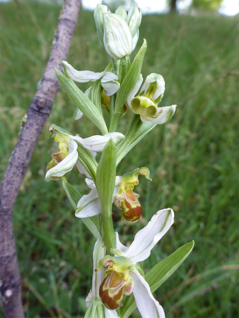 Var chlorantha