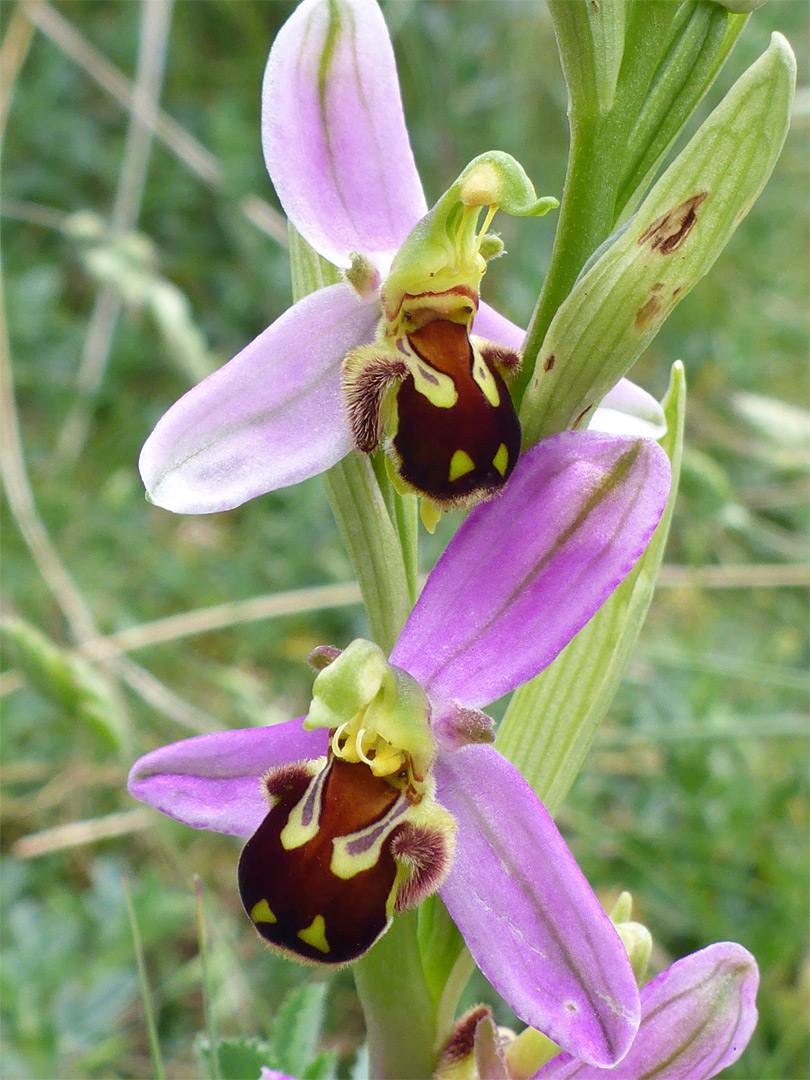 Bee orchid