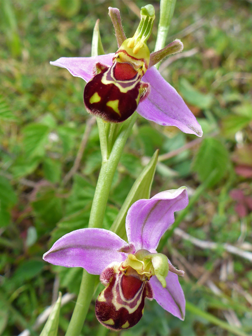 Pair of flowers