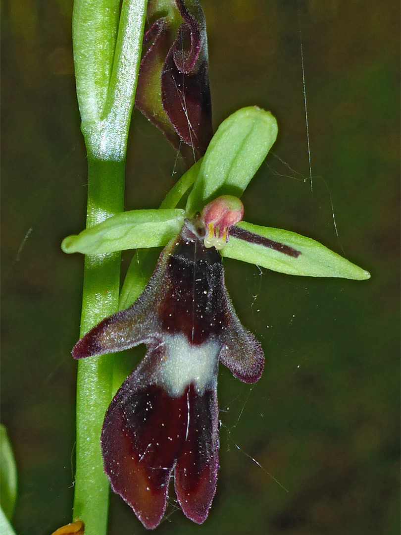 Dark red flower