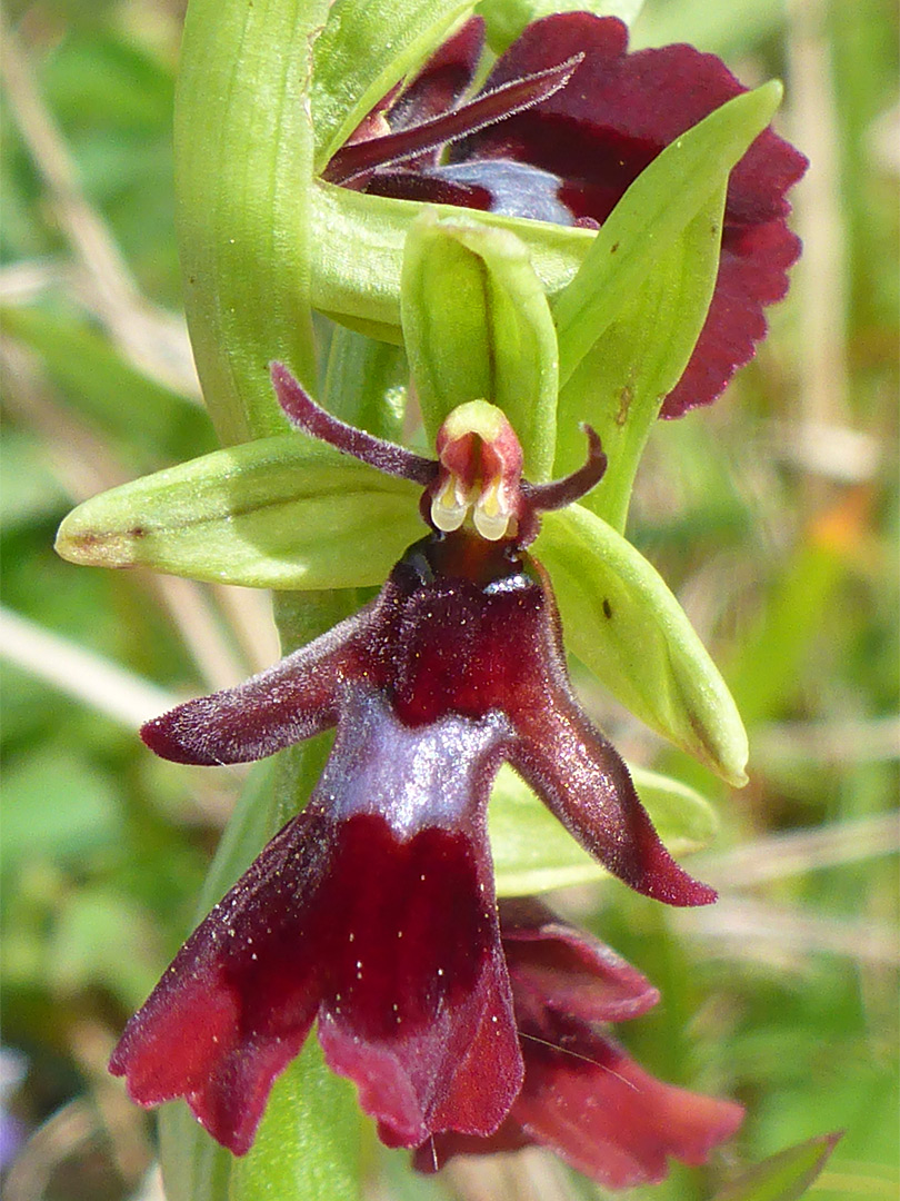 Richly-coloured flower