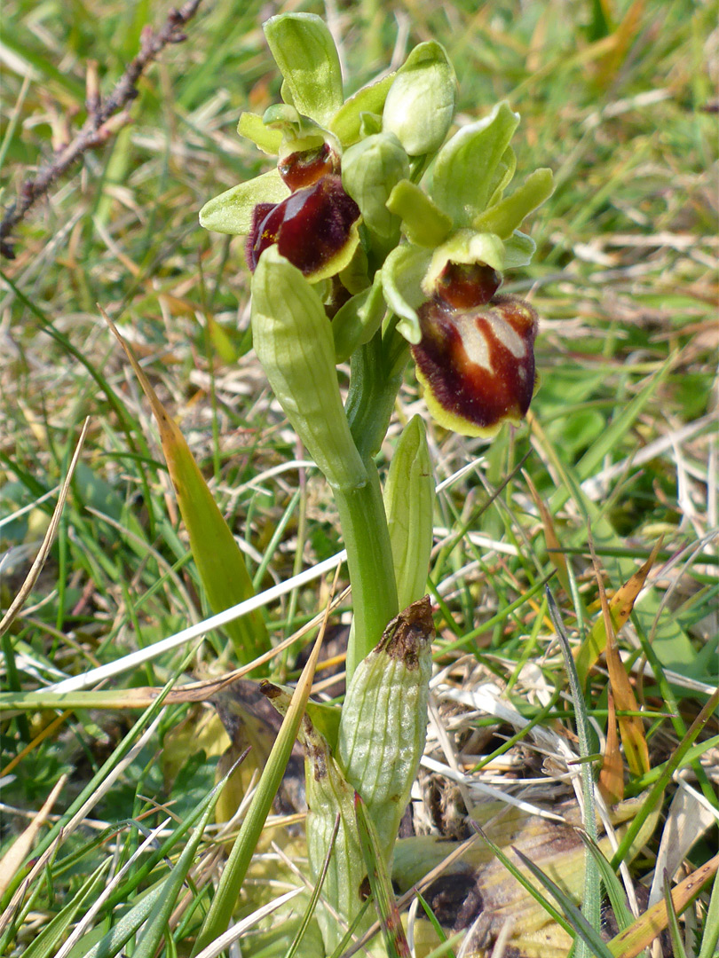 Early spider orchid