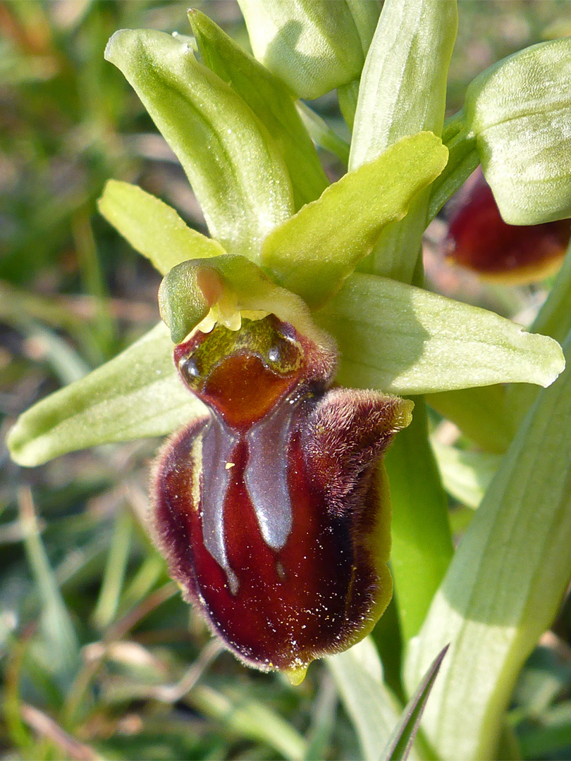 Pale green sepals