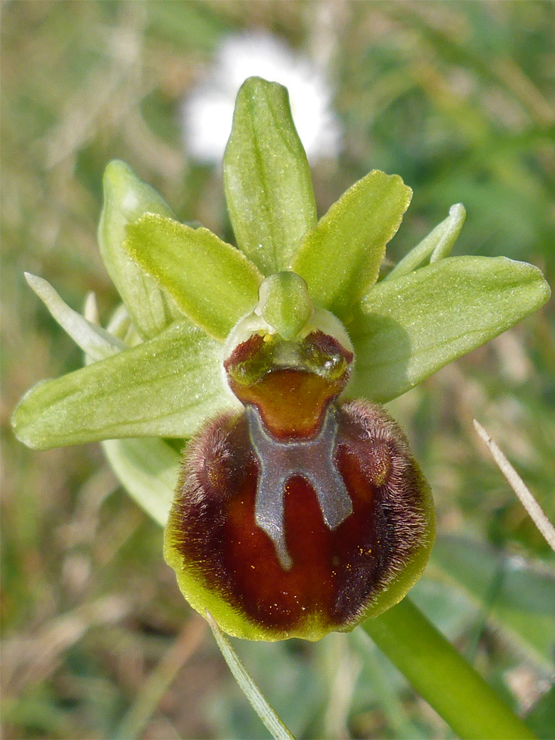 Brownish-red flower